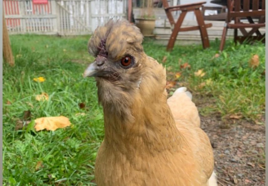 MUU:n kummikana Aino